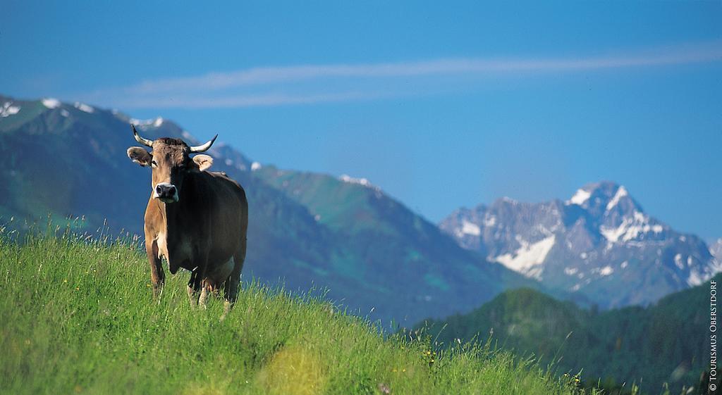 Hornblick Fewo- Ab Mai Freie Fahrt Mit Bergbahnen Oberstdorf Extérieur photo